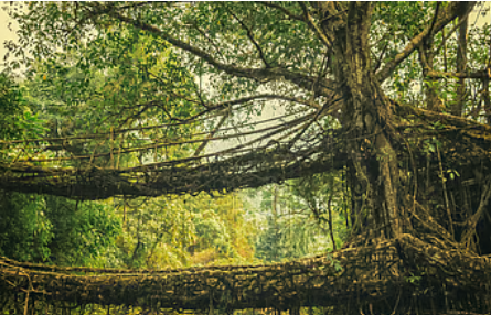 Meghalaya Cherrapunji Living Root Bridges in Meghalaya